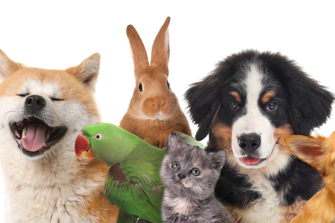 pet insurance for multiple pets